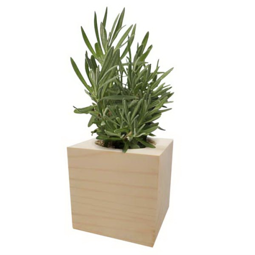 Plant Cube Plant Cube