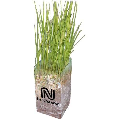 Wheat Grass Grow Kit Wheat Grass Grow Kit